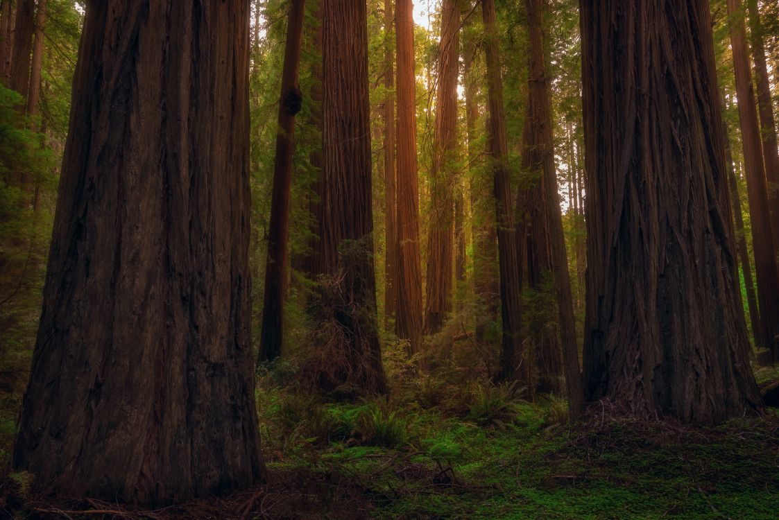 Arbres Bruns Sur Terrain D'herbe Verte Pendant la Journée. Wallpaper in 2048x1367 Resolution