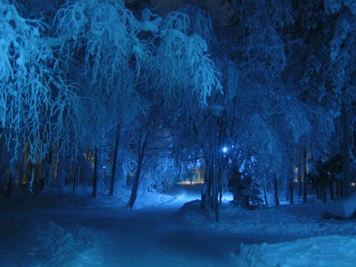 Image bare trees covered with snow during night time