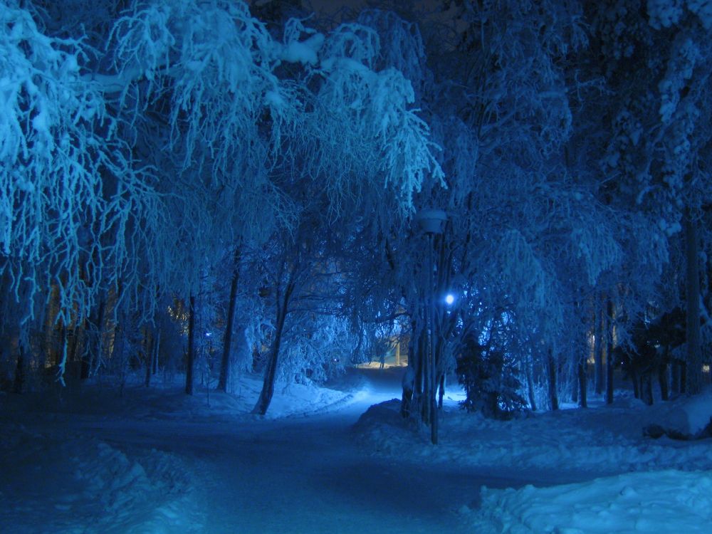 bare trees covered with snow during night time