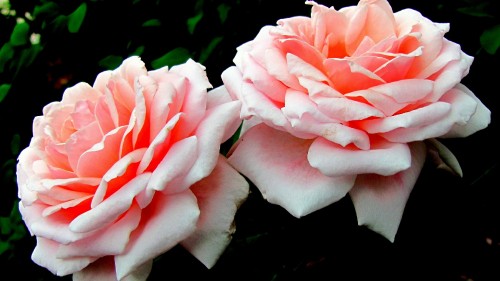 Image pink rose in bloom during daytime