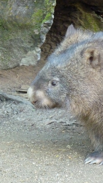 Wombat Wallpaper 
