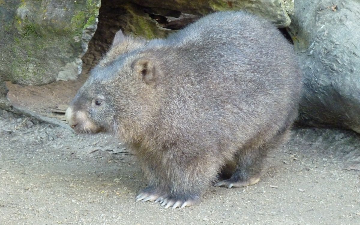 Rongeur Brun et Noir Sur Fond Gris. Wallpaper in 2560x1600 Resolution