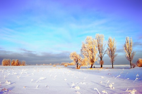 Image brown bare trees on snow covered ground under blue sky during daytime