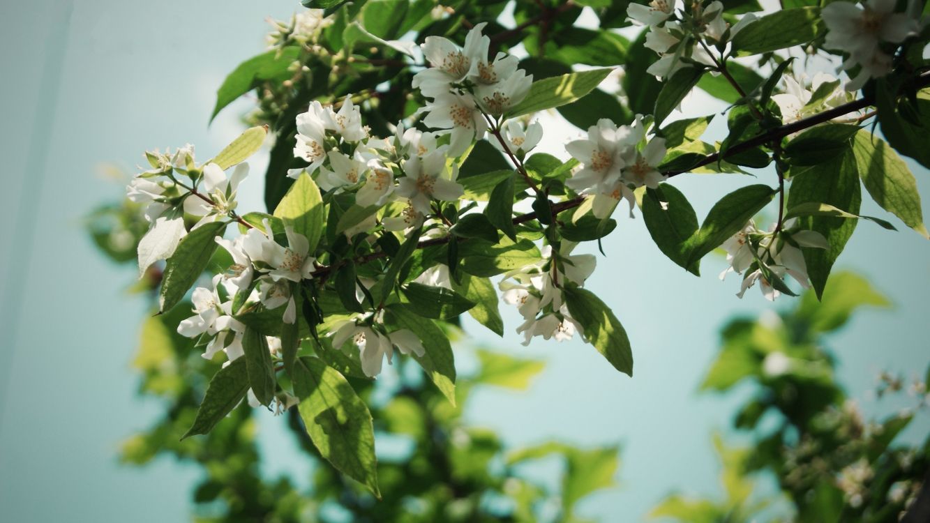 white and green flower in close up photography during daytime