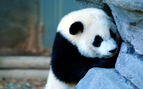 Image white and black panda on gray rock