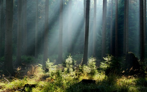 Image green grass and trees covered with fog