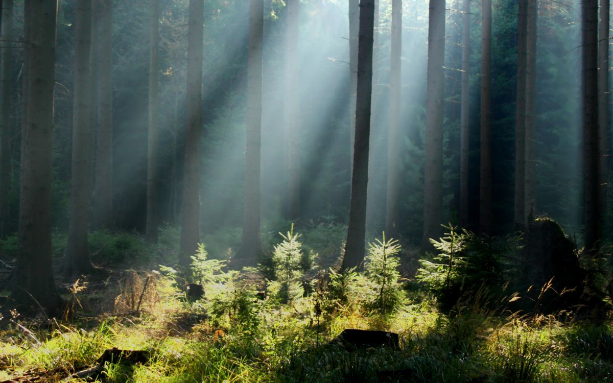 green grass and trees covered with fog