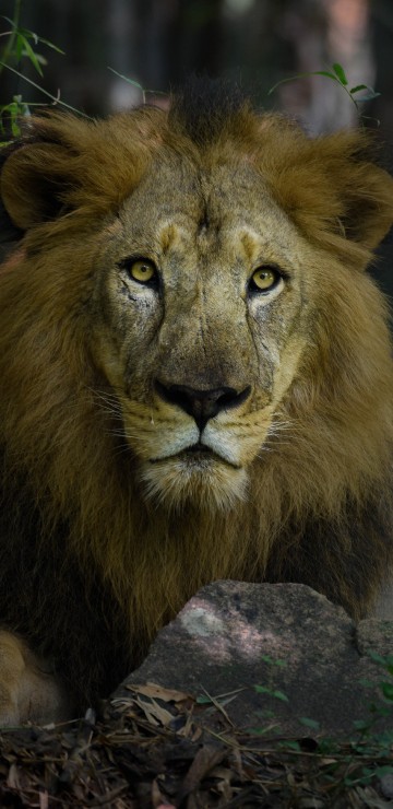 Image lion lying on brown rock during daytime