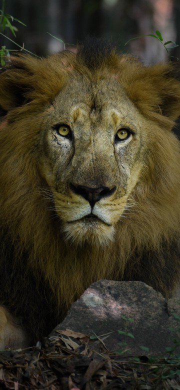 Image lion lying on brown rock during daytime