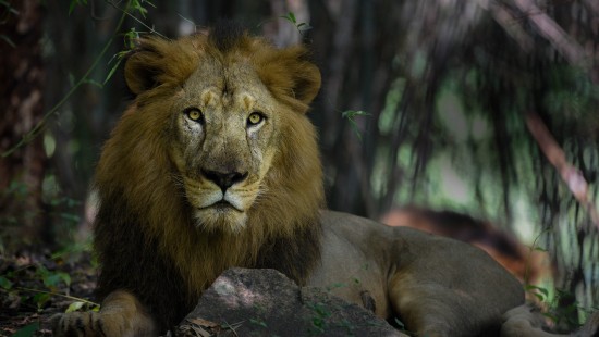 Image lion lying on brown rock during daytime