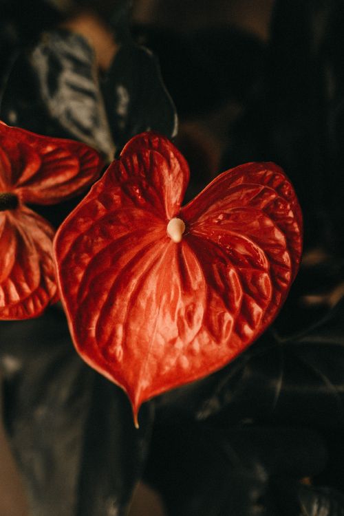 Fleur Rouge à 5 Pétales en Photographie Rapprochée. Wallpaper in 2906x4359 Resolution