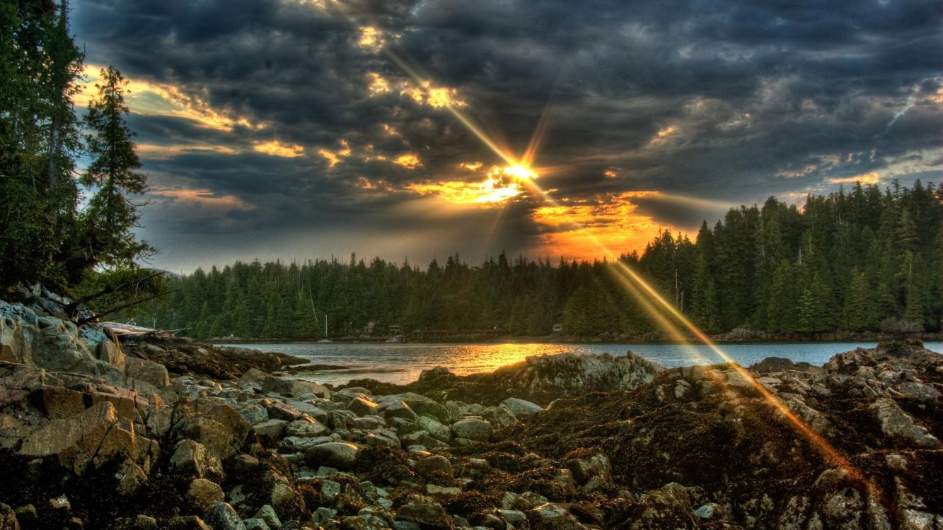 green trees near river during sunset