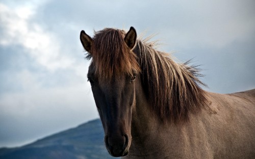 Image brown horse on snow covered ground during daytime