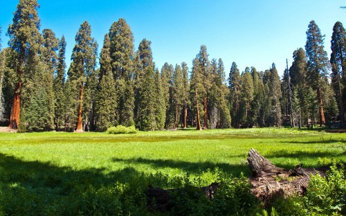 Image green grass field with trees under blue sky during daytime