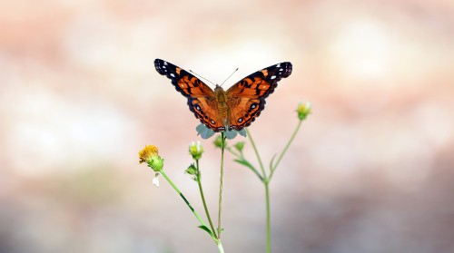 Image brown and black butterfly on green plant