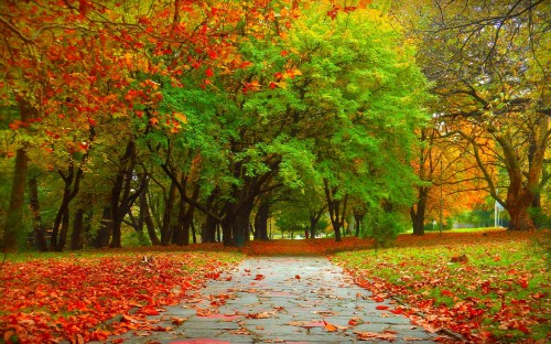 Image red leaves on the ground