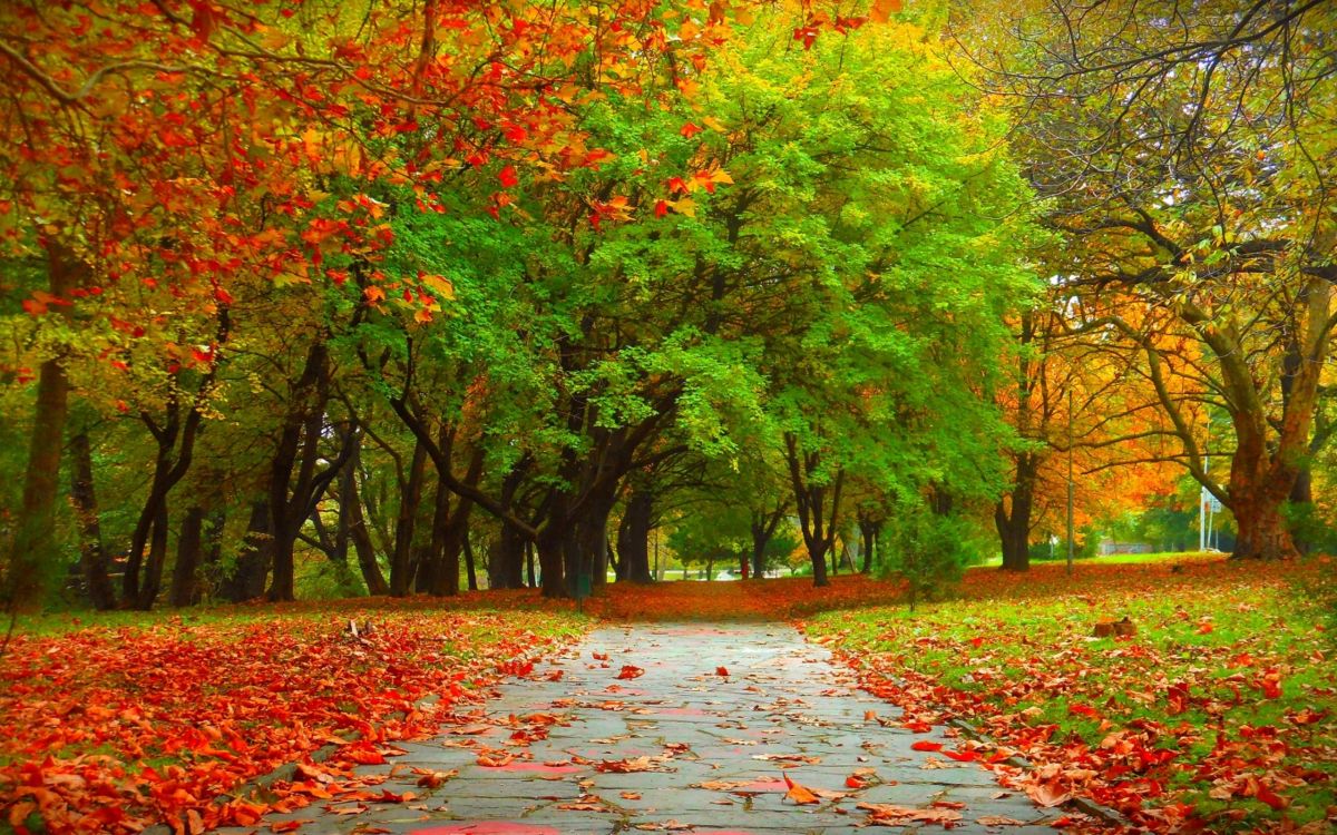 red leaves on the ground