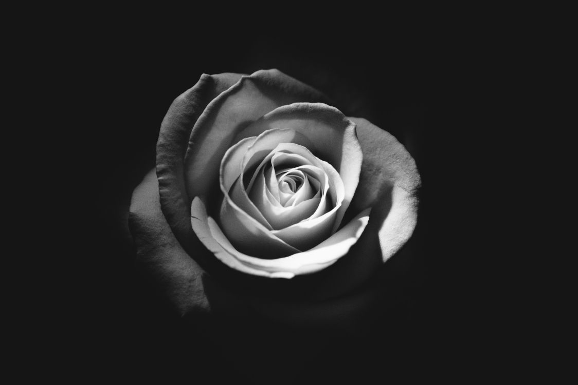 Photo en Niveaux de Gris de Fleur Rose. Wallpaper in 5647x3765 Resolution