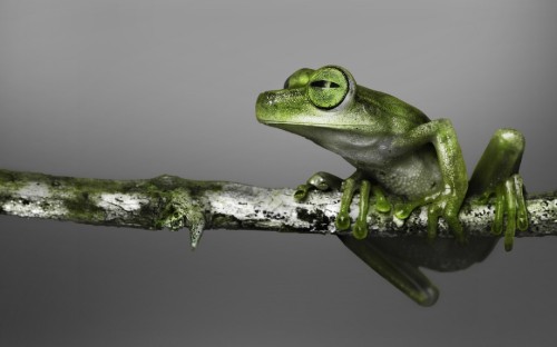 Image green frog on brown tree branch