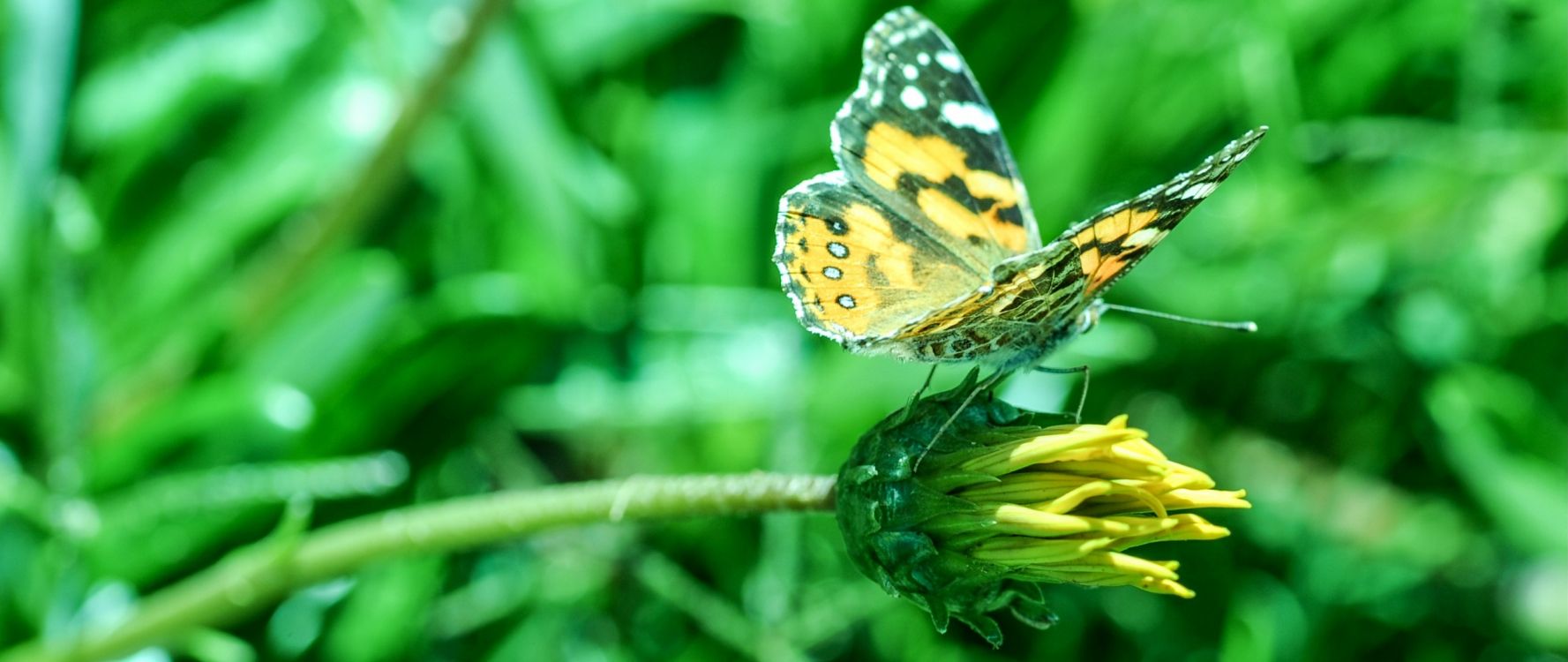 Mariposa Amarilla y Negra Encaramada en la Planta Verde. Wallpaper in 2560x1080 Resolution