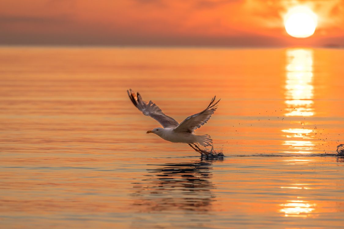 Oiseau Blanc Survolant la Mer Pendant la Journée. Wallpaper in 6720x4480 Resolution