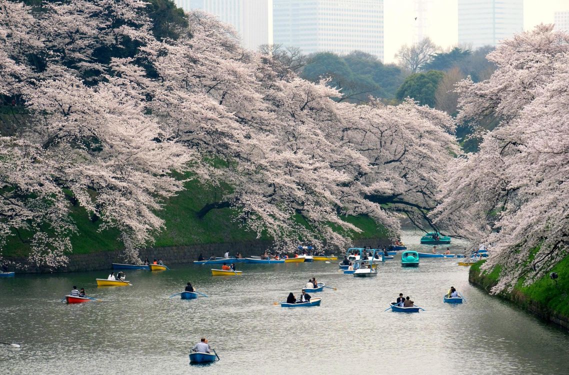 cherry blossom, cherry, waterway, flower, river