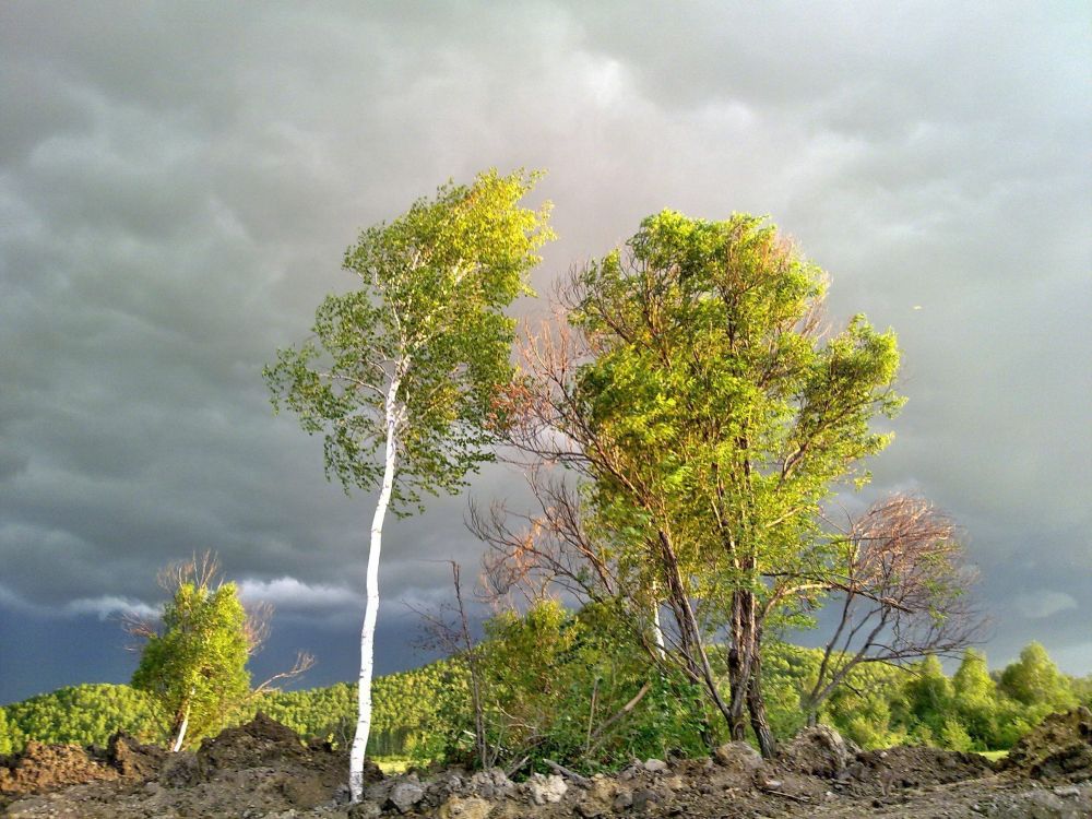植被, Birch, 木本植物, 性质, 混合的针叶林 壁纸 2592x1944 允许
