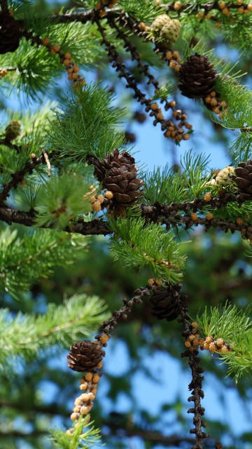 Image green and brown pine cone