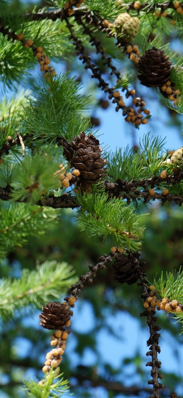 Image green and brown pine cone