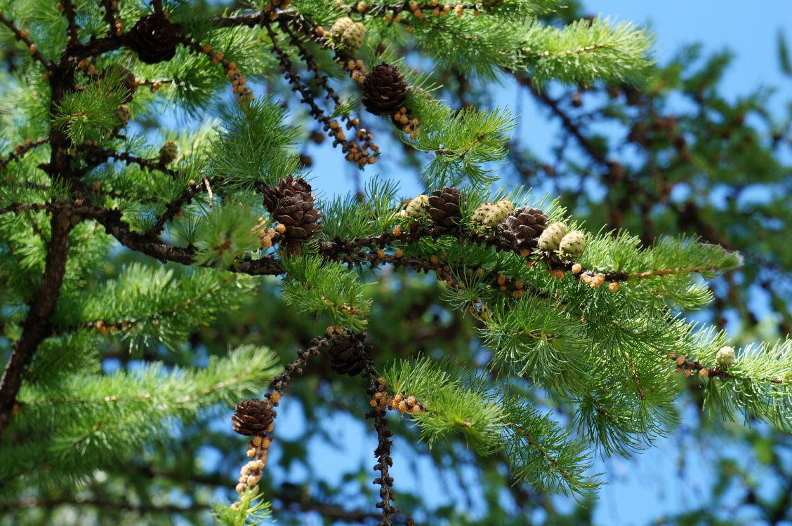Green and Brown Pine Cone. Wallpaper in 4912x3264 Resolution