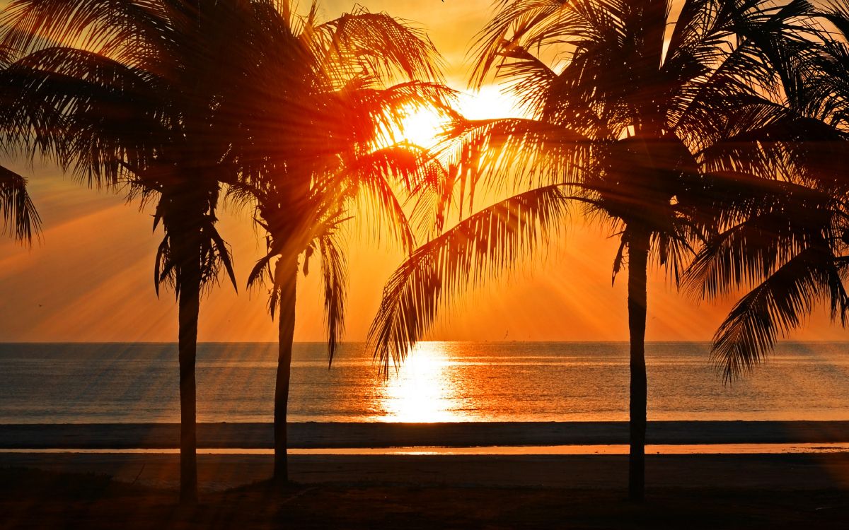 palm tree near body of water during sunset