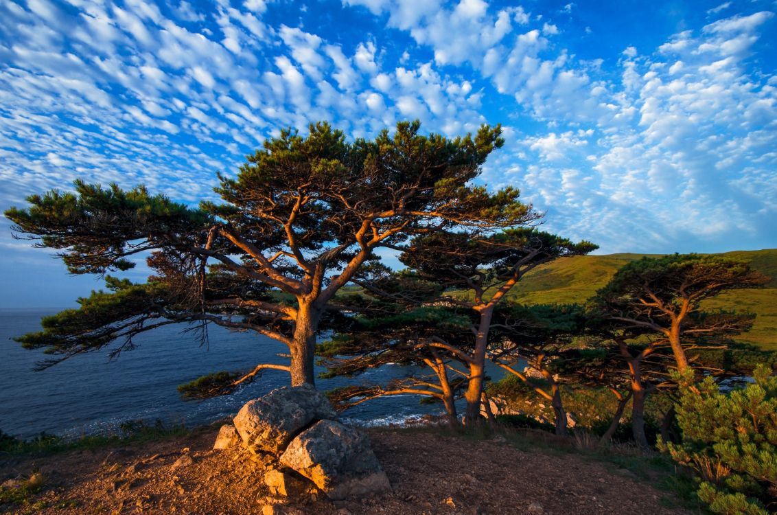 性质, 植被, 荒野, 木本植物, 天空 壁纸 2000x1325 允许