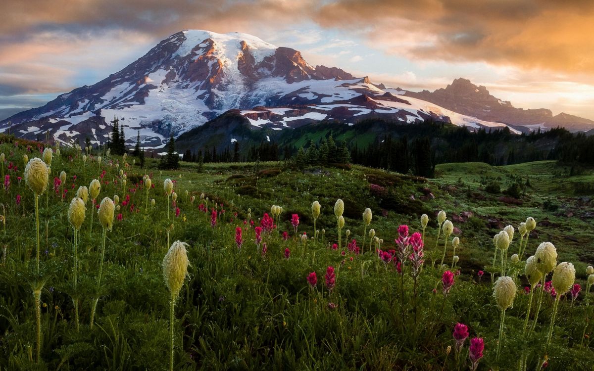 Flores Silvestres, Blog, Montaña, la Comunidad Vegetal, Ecorregión. Wallpaper in 1920x1200 Resolution