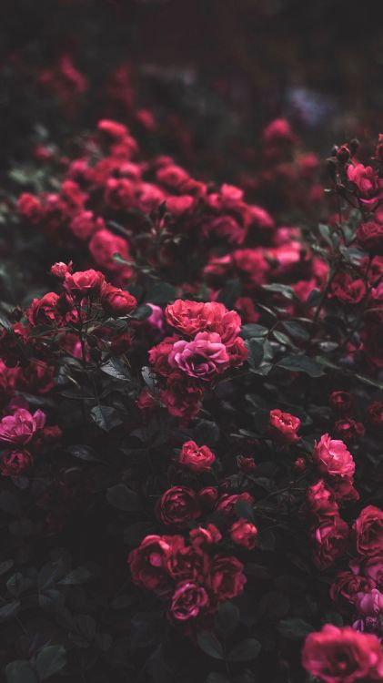 Roses, Les Roses de Jardin, Pink, Pétale, Environnement Naturel. Wallpaper in 1440x2560 Resolution