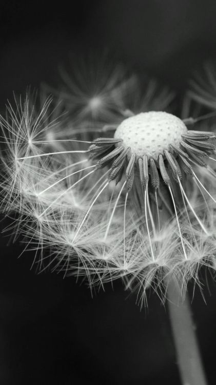 Elephone,  Elephone P8, M Tech Turbo L7, 智能手机, 0 51 GB 壁纸 1080x1920 允许