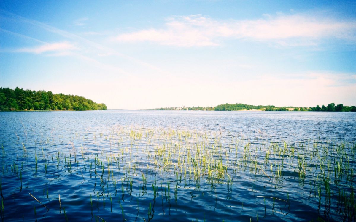Hierba Verde en el Cuerpo de Agua Durante el Día. Wallpaper in 2560x1600 Resolution