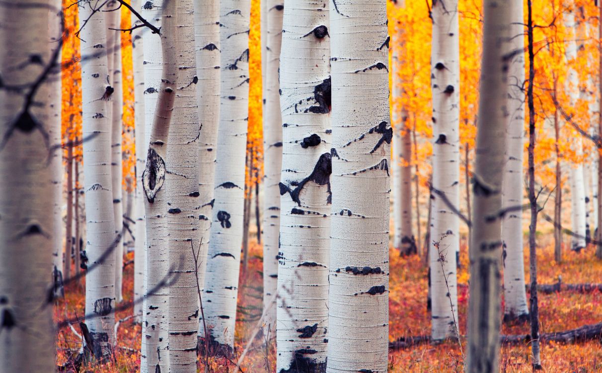 阿斯彭, Birch, 森林, 木本植物, 桦家庭 壁纸 2048x1268 允许