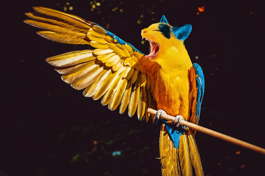 Yellow Blue and Orange Parrot. Wallpaper in 4896x3264 Resolution