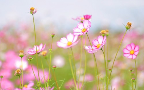 Image pink and white flowers in tilt shift lens