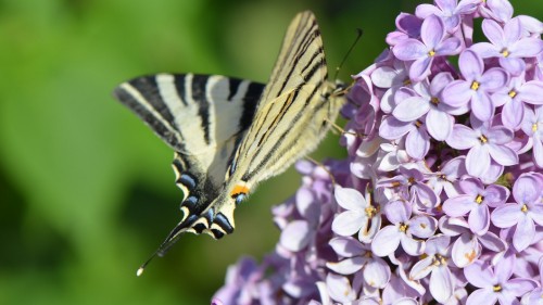 Image zebra swallowtail butterfly perched on purple flower in close up photography during daytime