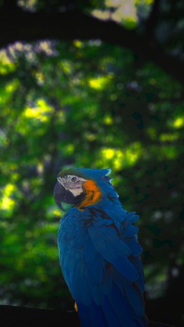 Image blue and yellow macaw on black wooden fence during daytime