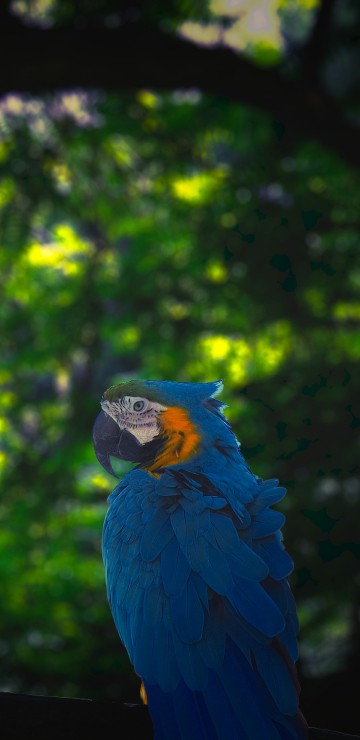 Image blue and yellow macaw on black wooden fence during daytime