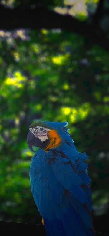 Image blue and yellow macaw on black wooden fence during daytime