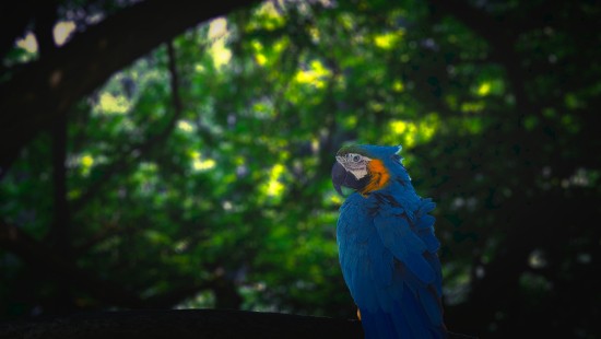 Image blue and yellow macaw on black wooden fence during daytime