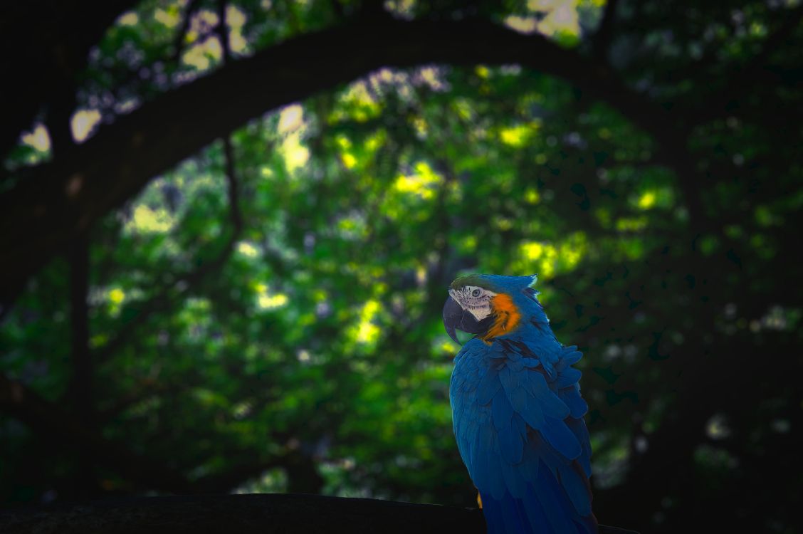 Blue and Yellow Macaw on Black Wooden Fence During Daytime. Wallpaper in 5202x3458 Resolution