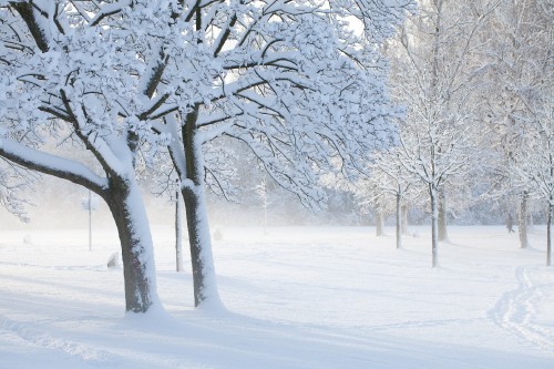 Image leafless tree covered with snow