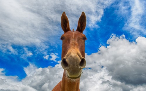 Image brown horse under blue sky and white clouds during daytime