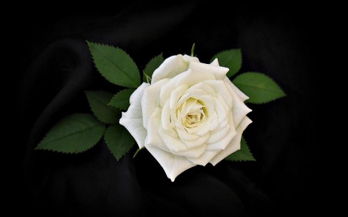 Image white rose in bloom close up photo