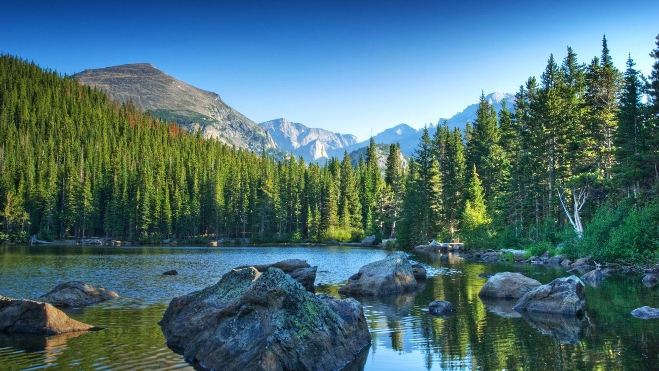 green pine trees near lake during daytime