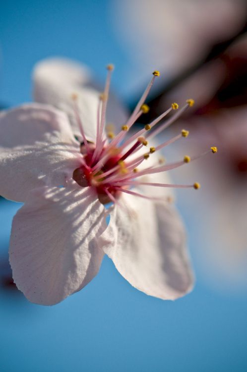 Flor de Cerezo Blanco en Fotografía de Cerca. Wallpaper in 2848x4288 Resolution